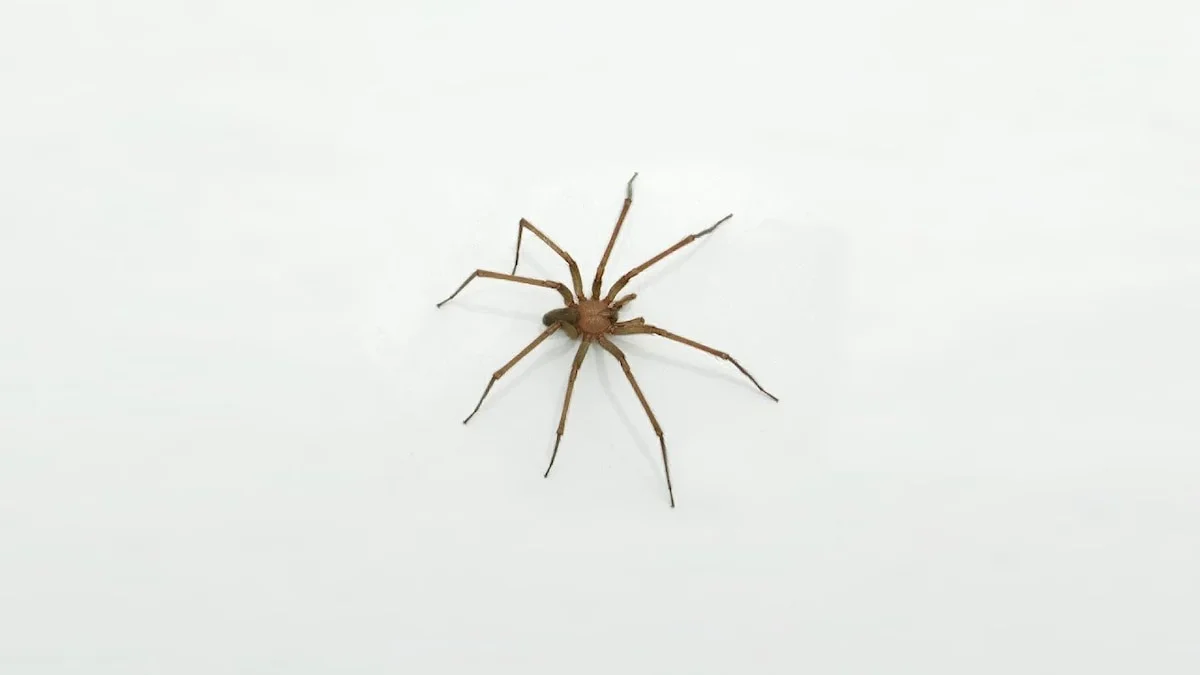 arañas, araña de rincón, viuda negra
